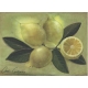 Carte postale - Citrons