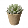 Fausse succulente dans un petit pot en papier mâché