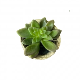 Fausse succulente dans un petit pot en papier mâché