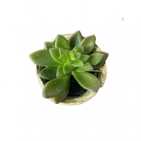 Fausse succulente dans un petit pot en papier mâché