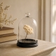 Delia petite cloche en verre avec support en bois noir