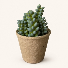 Fausse succulente élancée en pot papier mâché – 13 cm