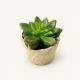 Fausse succulente compacte en pot papier mâché – 10 cm