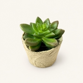 Fausse succulente compacte en pot papier mâché – 10 cm