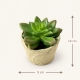 Dimensions totales : hauteur 10 cm, largeur 9 cm